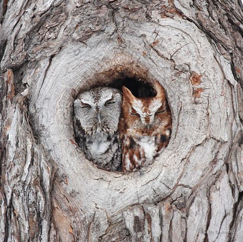 Eastern screech owls typically begin nesting in February and March in tree cavities and owl boxes. Owl Laying Down, Owl Grey, Ohio Birds, Owl Nest, Eastern Screech Owl, Screech Owl, Owl Photos, Animals Photography, Owl Pictures