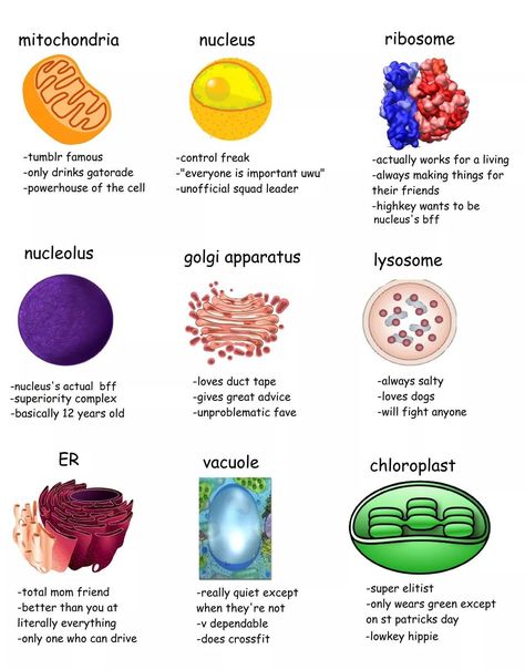 Science Humor Biology, Cell Biology Notes, Biology Jokes, Cells Project, Study Biology, Biology Classroom, Biology Facts, Medical Student Study, Biology Teacher