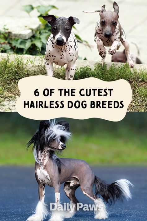 From the Peruvian Inca Orchid to the Chinese Crested, learn all about what makes these dogs hairless. #breeds #petbreeds #breedroundup #catbreeds #kittenbreeds #dogbreeds #bestcatbreeds #bestdogbreeds Peruvian Inca Orchid Dog, Hairless Dog Breeds, Hairless Dogs, Chinese Crested Puppy, Peruvian Hairless Dog, Chinese Crested Hairless, Mexican Hairless Dog, Best Cat Breeds, Kitten Breeds