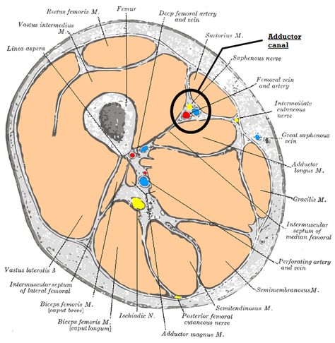 Hunter's canal, also known as the adductor canal is an aponeurotic tunnel in the middle third of the thigh, extending from the apex of the femoral triangle to the opening in the Adductor magnus, the Adductor hiatus. The canal contains the femoral artery, femoral vein, and branches of the femoral nerve. Hunter's canal was named after John Hunter because he was the first surgeon who tied the superficial femoral artery in this part of its course for popliteal aneurism in 1785. Adductor Magnus Muscle, Quadriceps Femoris, Joints Anatomy, Femoral Nerve, Leg Anatomy, Arteries And Veins, The Crush, Man Anatomy, Color Png