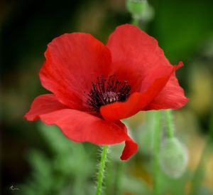 #remembrance Poppy Flower Seeds, Growing Poppies, Poppies Tattoo, Poppy Painting, Flower Red, Poppy Seeds, Red Poppy, Poppy Flower, Red Flower