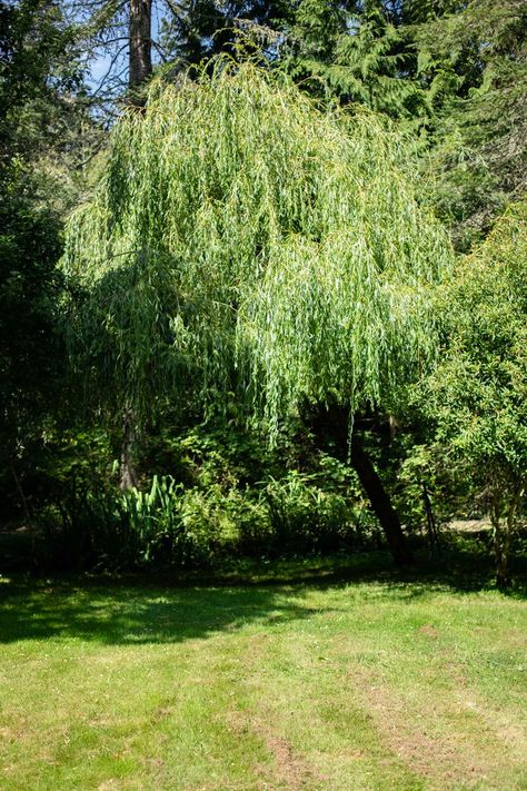 Learn How to Grow and Care for a Weeping Willow Tree Propagating Weeping Willow, Weeping Willow Forest, Weeping Willow Tree Aesthetic, Weeping Willow Branch, Willow Water, Fantasy Weeping Willow Tree, Weeping Trees, Zone 10, Weeping Willow Tree