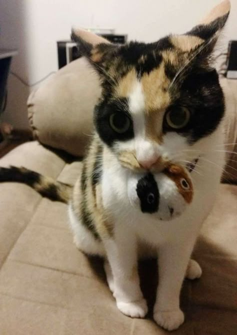 Calico Cat Won't Go Anywhere Without Her 'Baby' - Love Meow Dream's Cat, Cat Wedding, Funny Animal Photos, Calico Cat, Cat Aesthetic, Happy Cat, Silly Cats, Cat Rescue, Sweet Animals