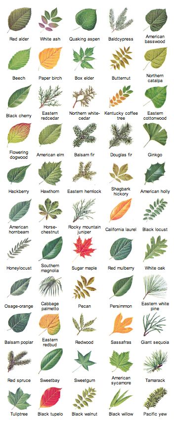 Sycamore Leaves, Tree Leaf Identification, Leaf Types, Identifying Trees, Leaf Identification, Tree Id, Tree Identification, Arte Doodle, Plant Identification