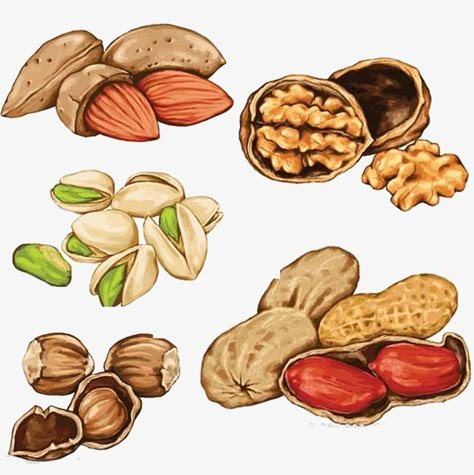 hand painted,food,nut,hand,painted Nuts Drawing, Nut Illustration, Nuts Illustration, Nuts Vector, Food Art Photography, Food Sketch, Food Png, Watercolor Food, Food Pyramid