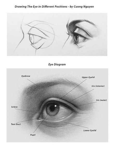 Eyes Structure Drawing, Eye Drawing Study, Eye Structure Drawing, In Love Eyes Drawing, Eye Drawing Realistic, Eye Diagram, Draw Eye, Eye Drawings, Eye Study