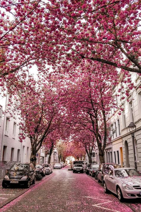 Every spring, Bonn turns into a pink flower heaven. In this blog post, we’re sharing where to find the best cherry blossom spots in Bonn and when it’s the best time to visit them. #travelblog #visitgermany #visitbonn #bucketlisttravel #europetravel #cherryblossoms #instagrammableplaces Bonn Germany, Cherry Blossom Trees, Airplane Photography, Visit Germany, Scenery Background, Most Beautiful Images, Beautiful Streets, Summer Destinations, Pink Trees