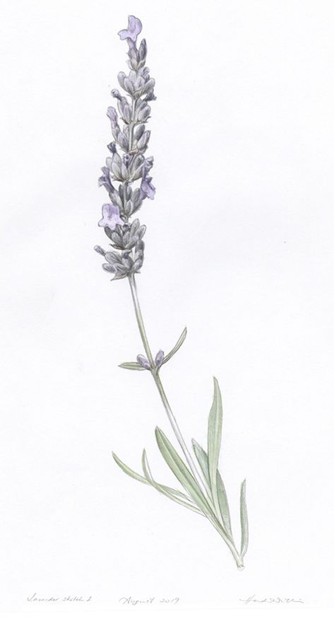 Bee and Lavender Illustration Commissions - Heidi Willis Lavender Plant Sketch, Lavender Tattoo Sketch, Lavender Scientific Illustration, One Lavender Flower, Lavender Flowers Tattoo, Lavender Illustration Design, Lavender Vine Tattoo, Lavender Tatoos Ideas, Lavender Line Drawing