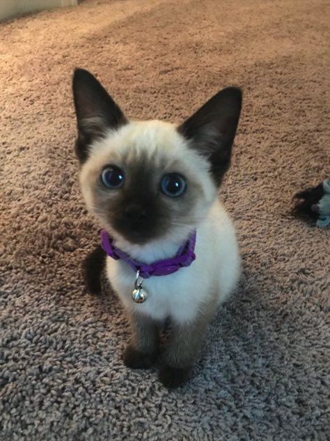 Do Siamese Cat Shed? 4 Cats, Söt Katt, Silly Cats Pictures, Cute Cats Photos, Baby Cat, Animal Cat, Silly Animals, Small Pet