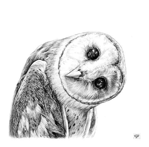 https://www.instagram.com/p/CcNvwyRLtoL/?igshid=MDJmNzVkMjY= Barn Owl Drawing, Barn Owl Tattoo, Owl Sketch, Owl Artwork, Art Alevel, Owl Illustration, Original Ink Drawing, Owls Drawing, Nature Wildlife