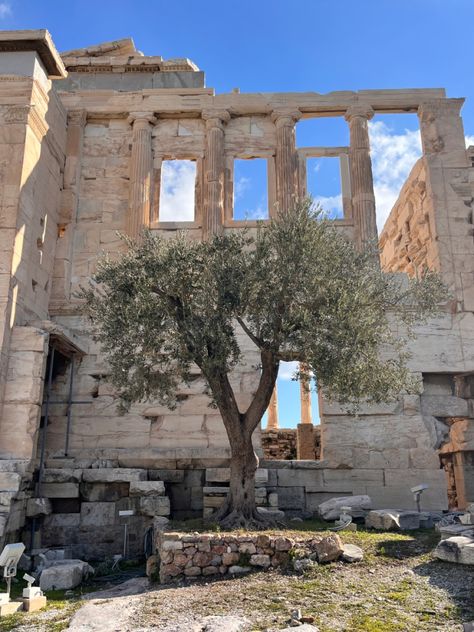 the first olive tree to exist, brought forth by athena in order to become patron goddess of athens Athena Olive Tree, Child Of Athena Aesthetic, Athena Vibes, Athena Moodboard, Daughter Of Athena Aesthetic, Olive Tree Aesthetic, Athena Altar, Athena Core, Greek Countryside