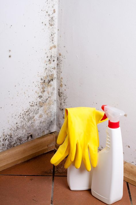 I’m a cleaning expert & there’s many easy ways you can stop mould growing on your furniture Cleaning Mold, Mold Removal, Types Of Mold, Mold Remediation, Removal Company, Mold Growth, Distilled White Vinegar, Duct Work, Mold Remover