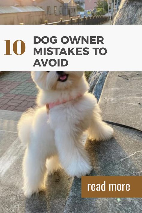 This Pinterest pin highlights the 10 common mistakes dog owners make, featuring a Maltipom dog mixing the affectionate breeds of Maltese and Pomeranian, focusing on improving dog care and responsibility. Creating Routines, Siberian Husky Mix, Educating Yourself, Nobody's Perfect, Yorkie Mix, Medication For Dogs, Husky Mix, Dog Projects, Behavior Problems