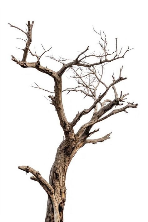 A dried tree driftwood plant white background. | free image by rawpixel.com Plant White Background, Driftwood Plant, Beach Tree, Dry Tree, Bare Trees, Cloud Illustration, Dead Tree, Ceramic Art Sculpture, Art Major