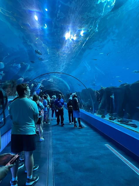 Ga Aquarium Atlanta, Sea Biology, Aquarium Atlanta, Atlanta Aquarium, Aquarium Aesthetic, America Aesthetic, Public Aquarium, Lightning Photography, Hangout Ideas