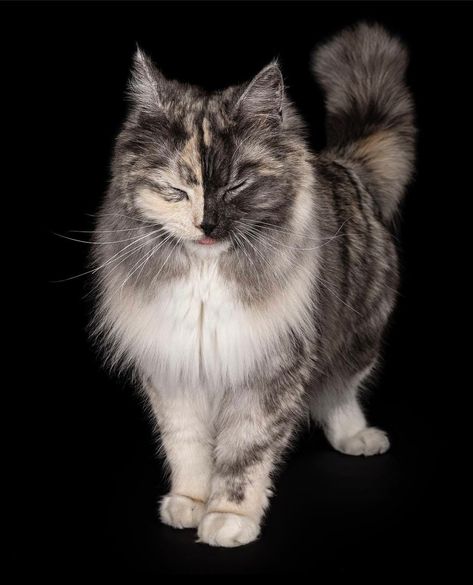 Unique Cat Patterns, Gray And White Fluffy Cat, Cat Pelt Design, Cat Looking Down Reference, Nebelung Cat Aesthetic, Cat Pupils Meaning, Warrior Cat Eyes, Unique Cats Markings, Cool Looking Cats