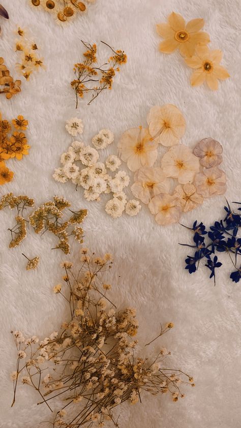 #pressed #flowers Pressed Flower Aesthetic, Pressed Flowers Aesthetic, Wood Elf, Flowers Dried, Flowers Aesthetic, Lights Camera Action, Spring Aesthetic, It's A Secret, Writing Inspiration