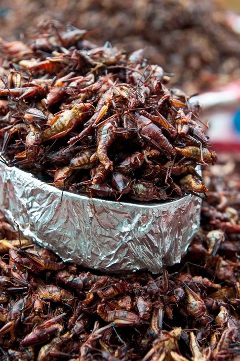 Grasshoppers Bacon Bits Cricket Flour Recipes, Cricket Farming, Edible Bugs, Bodybuilding Food, South American Food, Edible Insects, Almond Flour Cakes, Bizarre Foods, Organic Diet