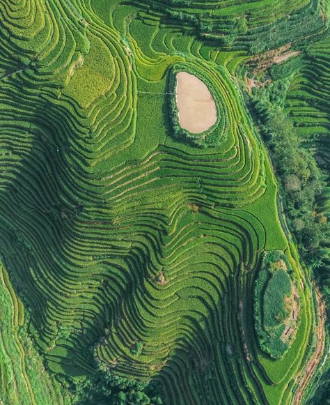 Top View of Longji Rice Terrace, 🇨🇳 China - Aerial shot of the lush green and yellow rice fields of Longsheng or Longji Rice Terrace in Ping An Village, China. #LongjiRiceTerrace #China Terraced Rice Fields, Bali Hostel, Rice Farm, Visual Moodboard, Branding Moodboard, Rice Field, Yellow Rice, Rice Fields, Rice Terraces