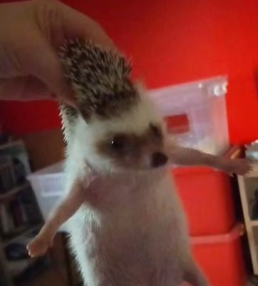 Unique Pets, Funny Hedgehog, A Hedgehog, I Cant, Habitat, Pet, Funny, Twitter