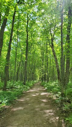 Summer Forest Wallpaper, Aesthetic Places Nature, Pictures Of The Forest, Michigan Hikes, Picture Of Forest, Trails In The Woods, Walking Through Forest, Road In Forest, Walking In Forest