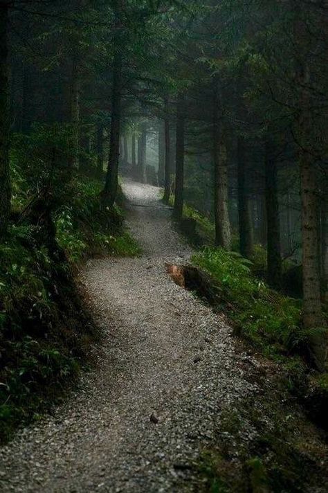 Landscaping Around Trees, Dark Naturalism, Forest Path, Road Less Traveled, Walk In The Woods, Into The Woods, Magical Places, Nature Aesthetic, Enchanted Forest