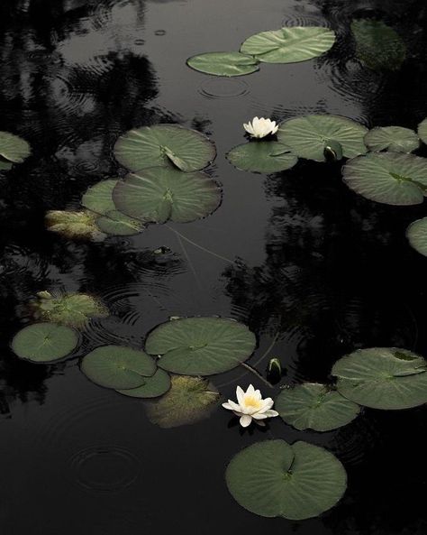 Water Lilly, Dark Green Aesthetic, The Pond, Water Lily, Nature Aesthetic, Water Lilies, New Wall, Green Aesthetic, Water Garden