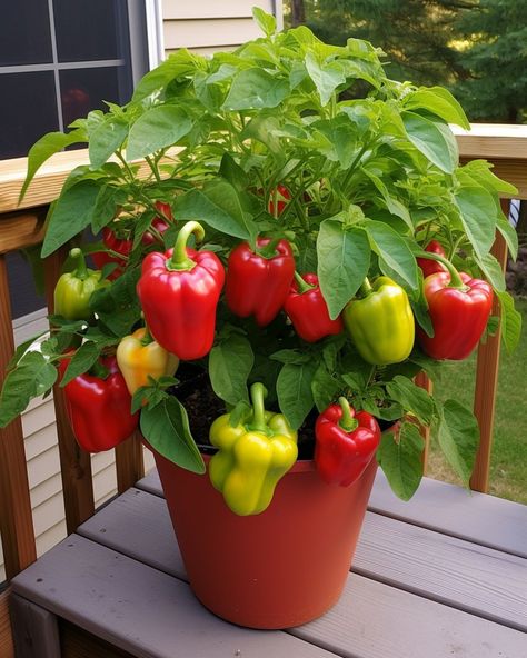 Bell peppers are found in almost half of all home gardens. These simple tips are helpful to gardeners who want to achieve promote strong, healthy growth for their pepper plants. Bell Pepper Gardening, Bell Pepper Garden, Capsicum Plant, Planting Peppers, Home Vegetable Garden Design, Vegetable Fruit Garden, Pepper Garden, Bell Pepper Plant, Saving Earth