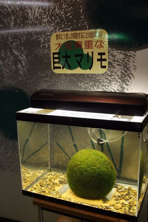 Moss Ball Pet Terrarium, Marimo Moss Ball Aquarium, Moss Ball Terrarium, Moss Ball Aquarium, Marimo Moss Ball Terrarium, Japanese Moss Balls, Marimo Moss Ball, Marimo Moss, Moss Ball