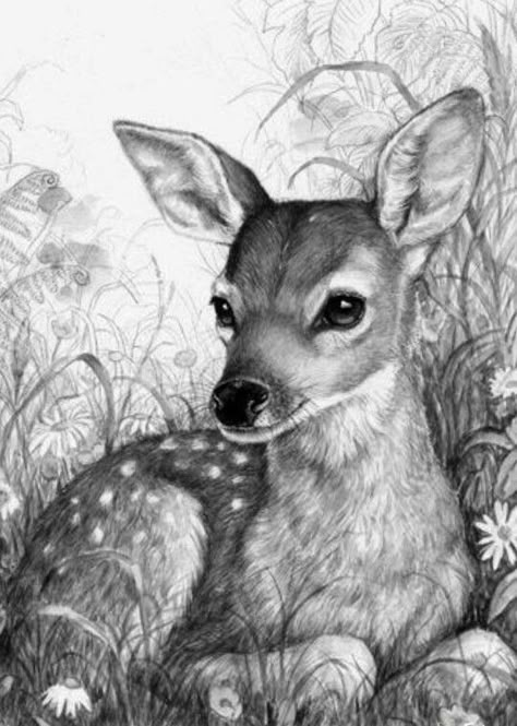 Easy Pencil Drawings, Realistic Animal Drawings, Deer Drawing, Animal Drawings Sketches, Pencil Drawings Of Animals, Drawings Of Animals, Pencil Drawings Easy, Deer Art, Pencil Sketches