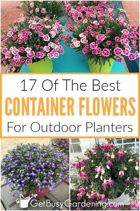 Whether you are looking for full sun container plants, or flowers for shaded areas that will grow in pots and planters, I’m here to help. My detailed guide on the 17 best container flowers shares useful information like selecting your pots for plants, container garden design, and helpful care tips for all 17. With specific details like growing zones, which are drought tolerant, which prefer partial sun, and how tall they’ll grow, you’ll be sure to find the perfect potted flowers for your space. Flowers For Large Outdoor Pots, Annual Pot Arrangements, Container Gardening Flowers Combinations, Flower Combinations For Planters, Outdoor Flower Pot Ideas Patio Container Gardening, Potted Flowers For Patio, Stop Weeds From Growing, Spring Flower Pots, Full Sun Container Plants