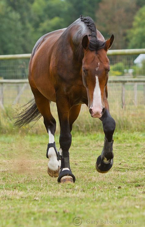 Dutch Warmblood stallion Versache. Look at those legs! Somedayyyy Jumping Courses, Warmblood Stallion, Dutch Warmblood, Horse Markings, Warmblood Horses, Pony Breeds, English Horse, Horse Reference, Horse Inspiration