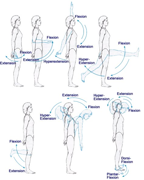 Joints Anatomy Notes, Anatomy Movement, Functional Anatomy, Flexion And Extension, Joints Anatomy, Physical Therapist Assistant, Fetal Position, Sports Therapy, Exercise Physiology