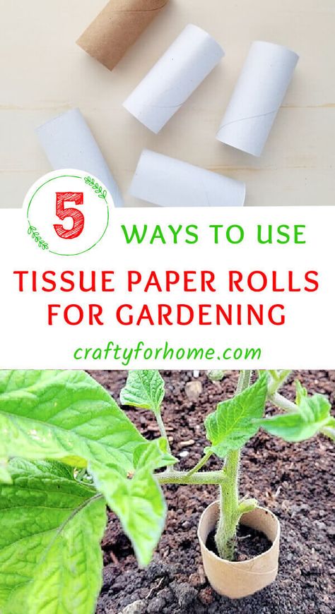 TISSUE Plant Bugs, Tissue Paper Roll, Toilet Paper Rolls, Container Gardening Flowers, Toilet Paper Roll Crafts, Desert Garden, Paper Roll Crafts, Creative Gardening, Garden Yard Ideas