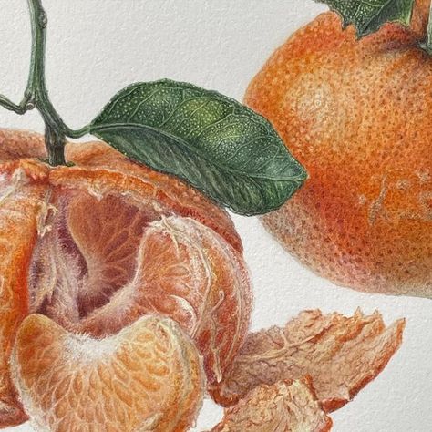 Marina Kiselyova on Instagram: "#botanicalart #watercolourart #botanicalillustration #foodillustration #watercolorpainting #mandarin #tangerine #citrus" Food Illustrations, Bottle Design, Botanical Illustration, Botanical Art, Watercolor Art, Watercolor Paintings, Fruit, Water, Instagram