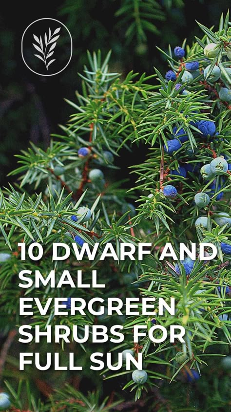 Evergreen Shrubs Full Sun, Evergreen Landscape Front Yard, Shrubs For Full Sun, Evergreen Planters, Evergreen Container, Full Sun Landscaping, Small Evergreen Shrubs, Shrubs For Landscaping, Full Sun Shrubs