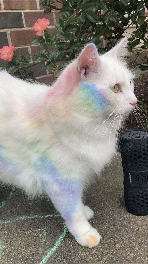 Taken from stashally user @daffodil. [Reddit, u/ BeginningOk6206] Chat Kawaii, Rainbow Cat, Cat Icon, Pet Life, Silly Cats, Kitty Kitty, Pretty Cats, Pastel Rainbow, Kitty Cats