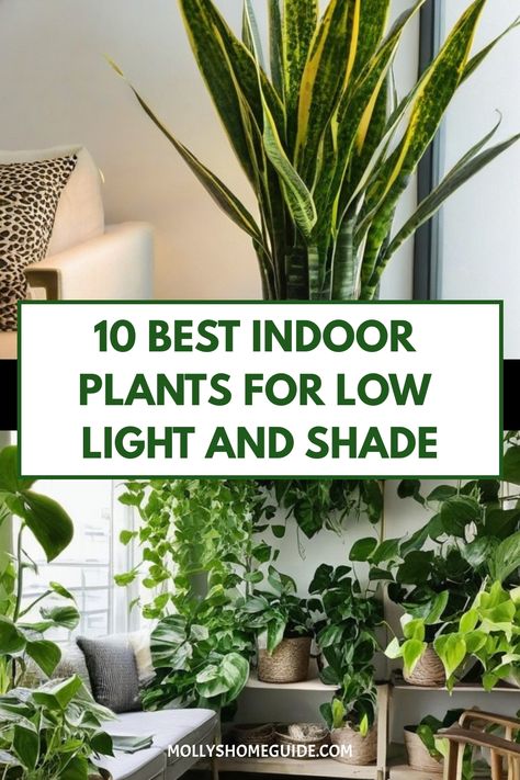 Discover a variety of gorgeous indoor plants that thrive in the dark! From affordable options to stunning houseplants, we have the best indoor plants for low light and shade. Whether you're looking for herbs that grow in shade or plants that don't need sun, there's something for every budget. Bring life to your dark corners with these resilient indoor plants perfect for low light conditions. Best Plants For House, Plants In Small Living Room, Indoor Plants For Low Light Areas, Shade Loving Indoor Plants, Plants That Do Well In Low Light, Shade Loving House Plants, Low To No Light Indoor Plants, Good Inside Plants, Plants For Room Decor