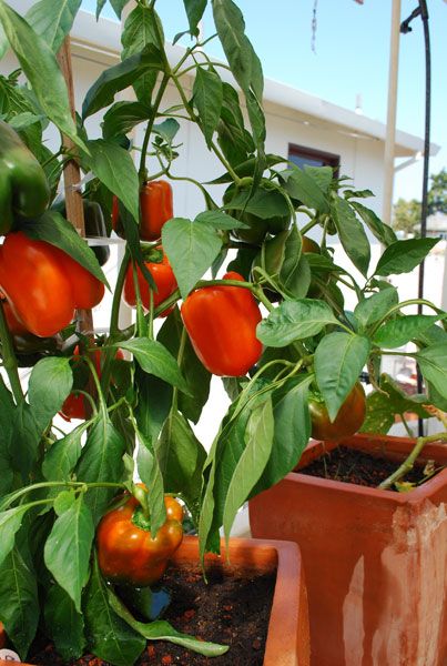 Nothing says summer like sweet bell peppers. On a salad, on the grill, or just sliced up and dipped -- they're a delicious part of the warmer weather. Even if you don't have garden space, you can grow prolific peppers by planting them in pots (say that 5... #BellPeppers #gardening #Gardening101 Northern Gardening, Peppers Growing, Bell Pepper Plant, Grow Peppers, Growing Bell Peppers, Growing Peppers, Edible Gardening, Easy Plants To Grow, Pepper Plants