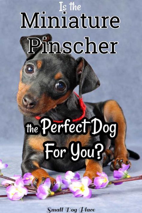 Mini Pinscher Puppy, Minpin Mini Pinscher, Min Pinscher, Min Pin Puppies, Miniature Doberman Pinscher, Min Pin Dogs, Mini Pincher, Miniature Doberman, Pincher Dog