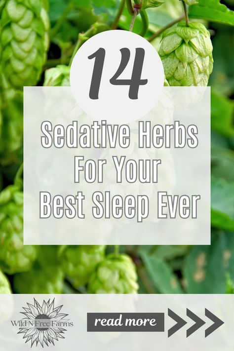 herbs for sleep Natural Remedies For Sleep, Herbal Kitchen, Herbs For Sleep, Diy Herbal Remedies, Calming Tea, Best Herbal Tea, Medical Herbs, Sleep Tea, Sleep Remedies