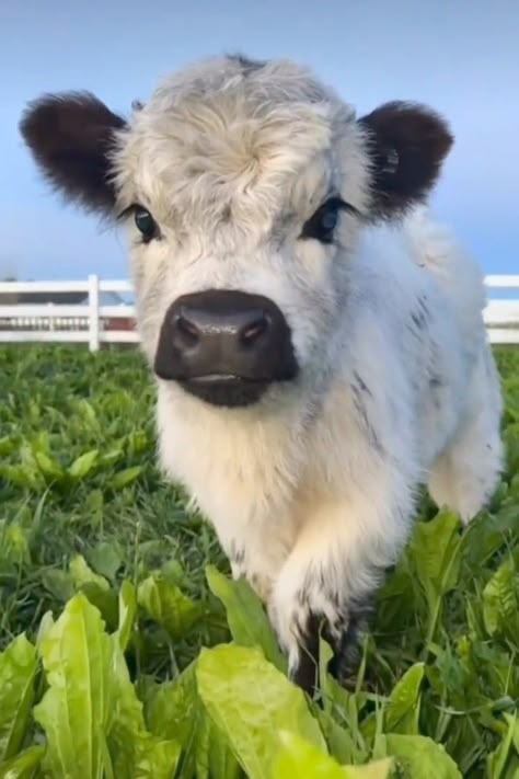 Pet Cows, Cutee Animals, Baby Farm Animals, Fluffy Cows, Cute Small Animals, Highland Cows, Cute Animals Puppies, Baby Cow