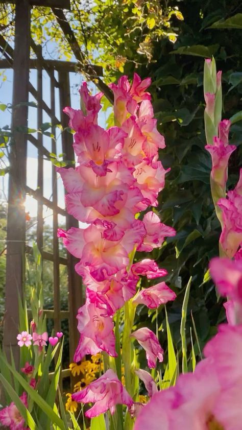 Gladiolus Flower Bouquet, Gladiolus Flower Aesthetic, Wild Carnations, Pink Gladiolus Flower, Pink Gladiolus, Flower Gladiolus, Floral Therapy, Soft Pink Flowers, Pretty Flowers Pictures