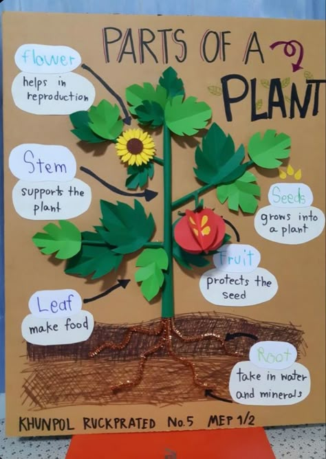 Science Board Ideas Classroom, Science Project Ideas For School Creativity, Plant Science Projects, Plant Science Preschool, Parts Of Plants Project Ideas, Plant Life Cycle Science Project, Part Of The Plant Activities, Plant Learning Activities, Part Of A Plant Preschool