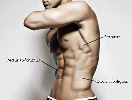 Heres a Workout To Make these 3 Major Muscles In the Abs Pop EXERCISES FOR SERRATUS, RECTUS ABDOMINUS AND EXTRNAL OBLIQUES: Decline Crunch 4X20 Cable Crunch 4X20 Elbow To Knee 4X20 Knee Raise On Pull Up Bar 4X10 Reverse Sit Up 4X15 Dumbbell Side Bends 2X50  Do this 5 days a week for 30 days and see them pop. Get A Six Pack, Upper Abs, Bicycle Crunches, Six Pack Abs, Six Packs, I Work Out, Mens Health, Get In Shape, Mens Fitness