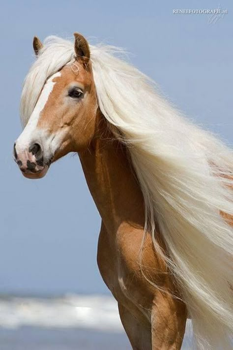 beautiful horse with white flowing hair Ahal Teke, Regnul Animal, Palomino Horse, Most Beautiful Horses, Grass Field, Majestic Horse, I Love Horses, All The Pretty Horses, Majestic Animals