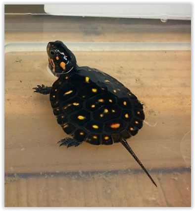 little baby spotted turtle (Clemmys guttata) Mud Turtle, Yellow Bellied Slider, Rottmnt Oc, Spotted Turtle, Kawaii Turtle, Python Morphs, Turtle Crafts, Baby Sea Turtles, Ball Python Morphs