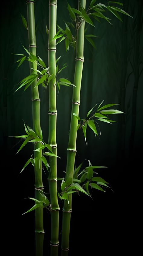 iPhone Wallpapers Green Wallpaper Aesthetic Vintage, Nature Wallpaper Backgrounds, Bamboo Photography, Bamboo Pictures, Dark Wallpapers Aesthetic, Beautiful Wallpaper Images, Zen Wallpaper, Green Nature Wallpaper, Bamboo Flower