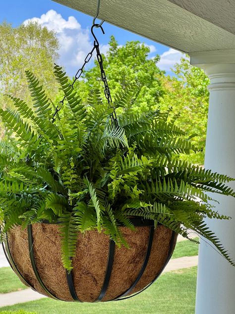 Plants For Shaded Porch, Patio With Plants, Best Hanging Plants, Fern Planters, Landscape Ideas Front Yard Curb Appeal, Front Porch Plants, Hanging Ferns, Hanging Plants Outdoor, Porch Plants