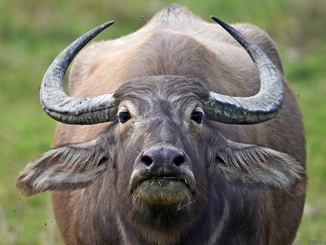 Wild Water Buffalo Buffalo Animal, Wild Water, African Buffalo, Wild Waters, Wildlife Reserve, Finishing School, Water Buffalo, African Elephant, Animal Sketches